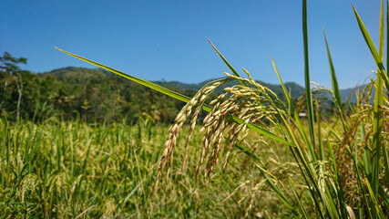 green wheat field