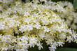 © Exclusive  - White elderberry flowers in summer sunny day.  Black sambucus (Sambucus nigra) white blooms. White elder flower cluster on dark green leaves in garden. Nature blossom Sambucus ebulus background.