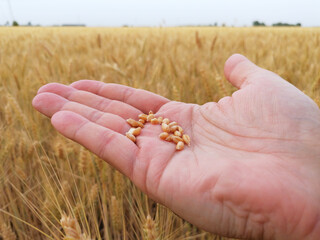 Grains of ripe golden wheat on the hand of a farmer. Beginning of harvest and agricultural works. In the background a field of grain, horizon and a sky