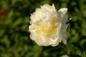 White peony. Blooming peony in the garden. Beautiful peony bud on a blurred green natural background.