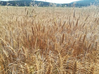 field of wheat