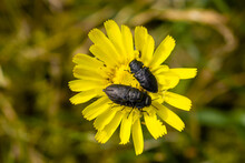 Three Black Beetles On A Yellow Flower Blooming. One Insect Is Carrying Another On It´s Back