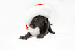 Zwarte labrador pup met kerstmuts