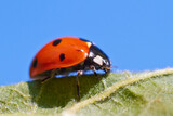 Fototapeta Tulipany - ladybug on a blade of grass