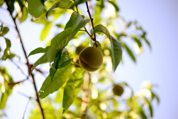 Wall Mural - Peach on a branch of a peach tree in the garden on a sunny summer day.	