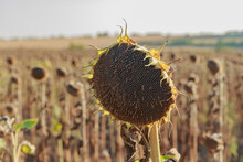 Dried-up Sunflower In The Field Due To Drought