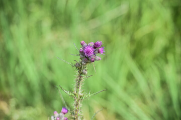 Poster - nature fleur flore epine chardon