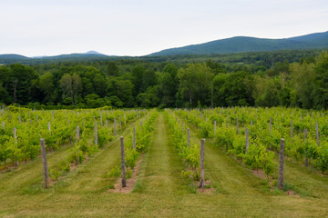 Small vineyard in the province of Quebec, Canada