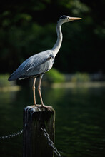 Vertical Shot Of A Heron Perched On A Railing Pole By The Dock At A Lake