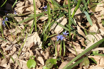 Sticker - Delicate blue galanthuses bloom among dry last year's leaves in a spring forest