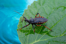 A Red Striped Beetle Kissing A Pipe-nosed Beetle Against A Background Of A Green Leaf And Water.
