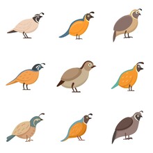 Quail Icons Set Flat Vector Isolated