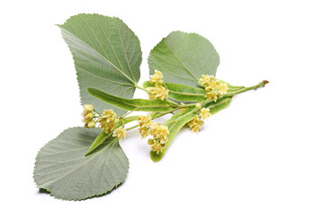 Wall Mural - Linden flowers and leaf isolated on white background