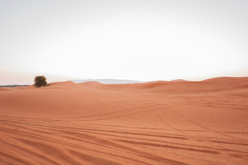 Wall Mural - desert sand dunes and sand pattern with blank space available. Desert sand mountain with lonely tree.