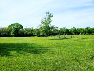 Trees in the field.