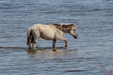 horse in the water