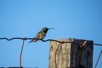 Poster - Ruby-throated hummingbird (Archilochus colubris) sitting on a fence