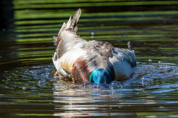 Canvas Print - Wild duck - Mallard (Anas platyrhynchos) hen and drake on the lake