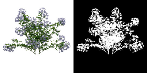 Wall Mural - Left view of Plumbago Auriculata Plant PNG with alpha channel to cutout. Render made from 3D model for compositing