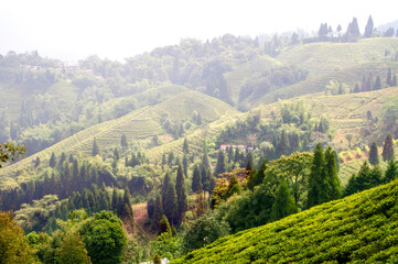 Wall Mural - Tea Gardens of Darjeeling, India