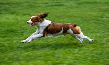 Springer Spaniel Running On Lawn