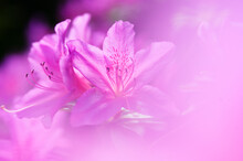 Close-up Of Pink Azalea Flowers