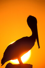 Silhouette Of Pelican Perching On Post Against Orange Sky At Sunset