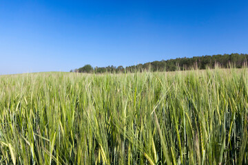 rye crop against the sky