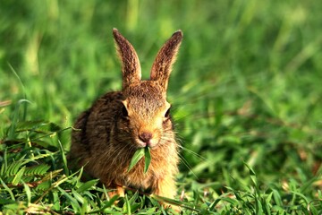 WIld Baby rabbit in grass