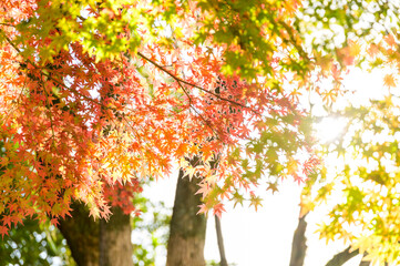 日本庭園：細川刑部邸・秋晴れの日差しを浴びるモミジと紅葉景色 Japanese garden: Hosokawa Penitentiary House, Japanese maple and autumn leaves in the clear autumn sun 日本2020年秋撮影 Photographed in autumn 2020 in Japan 九州・熊本県熊本市(細川刑部邸・熊本