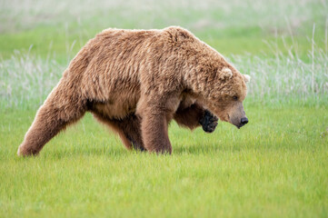 Wall Mural - alaska peninsula brown bear or coastal brown bear
