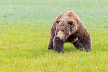 Wall Mural - alaska peninsula brown bear or coastal brown bear