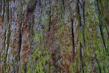 dry tree bark texture and background, nature concept