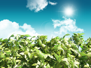 Wall Mural - 3D leaves on a sunny blue sky background