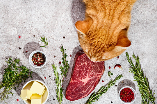 Big ginger cat tastes fresh beef steak. Natural healthy pet food concept. Trendy shadows