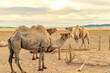 Resting camels with the Gobi desert in the background.