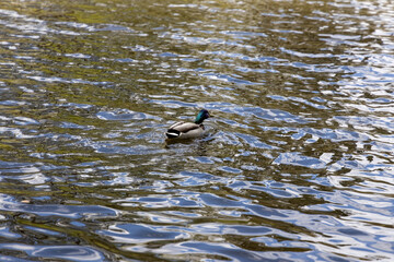 Wall Mural - Drake duck swims on the lake. Summer day.