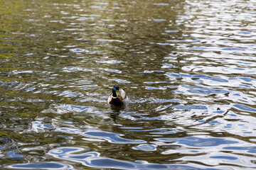 Wall Mural - Drake duck swims on the lake. Summer day.