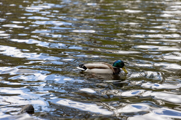 Wall Mural - Drake duck swims on the lake. Summer day.