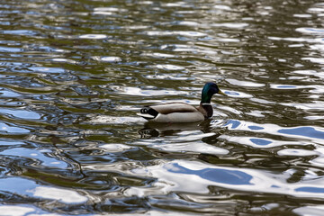 Wall Mural - Drake duck swims on the lake. Summer day.