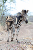 Fototapeta Sawanna - Zebra stallion [equus quagga] on dirt road in Africa