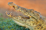 Fototapeta  - Portrait of a large Nile crocodile (Crocodylus niloticus) with open jaws, Kruger National Park, South Africa.