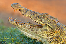 Portrait Of A Large Nile Crocodile (Crocodylus Niloticus) With Open Jaws, Kruger National Park, South Africa.