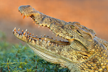 Poster - Portrait of a large Nile crocodile (Crocodylus niloticus) with open jaws, Kruger National Park, South Africa.