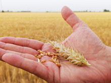 Closeup Grains And Ears Of Ripe Golden Wheat On The Hand Of A Farmer. Beginning Of Harvest And Agricultural Works. In The Background A Field Of Grain, Horizon And A Sky