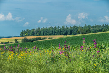 Poster - Ackerbau in hügelliger Landschaft