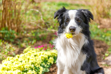 Wall Mural - Outdoor portrait of cute puppy border collie sitting on garden background holding yellow flowers in mouth. Little dog with funny face in summer day outdoors. Pet care and funny animals life concept.