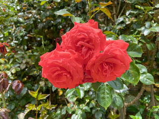 Sticker - Roses rouges du jardin de Bagatelle à Paris