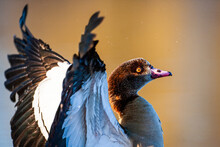 Egyptian Goose Portrait Taken In The Early Morning Light In London, UK	