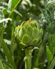 Green Globe Artichoke Flower Bud In A Vegetable Kitchen Garden